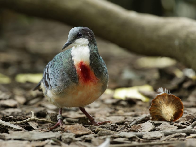 A Luzon bleeding-heart dove, a threatened species housed in Jurong Bird Park. File photo: Wildlife Reserves Singapore