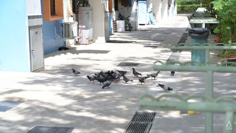 The rat busters On the hunt with NEA officers working to fix Singapore Biology Diagrams