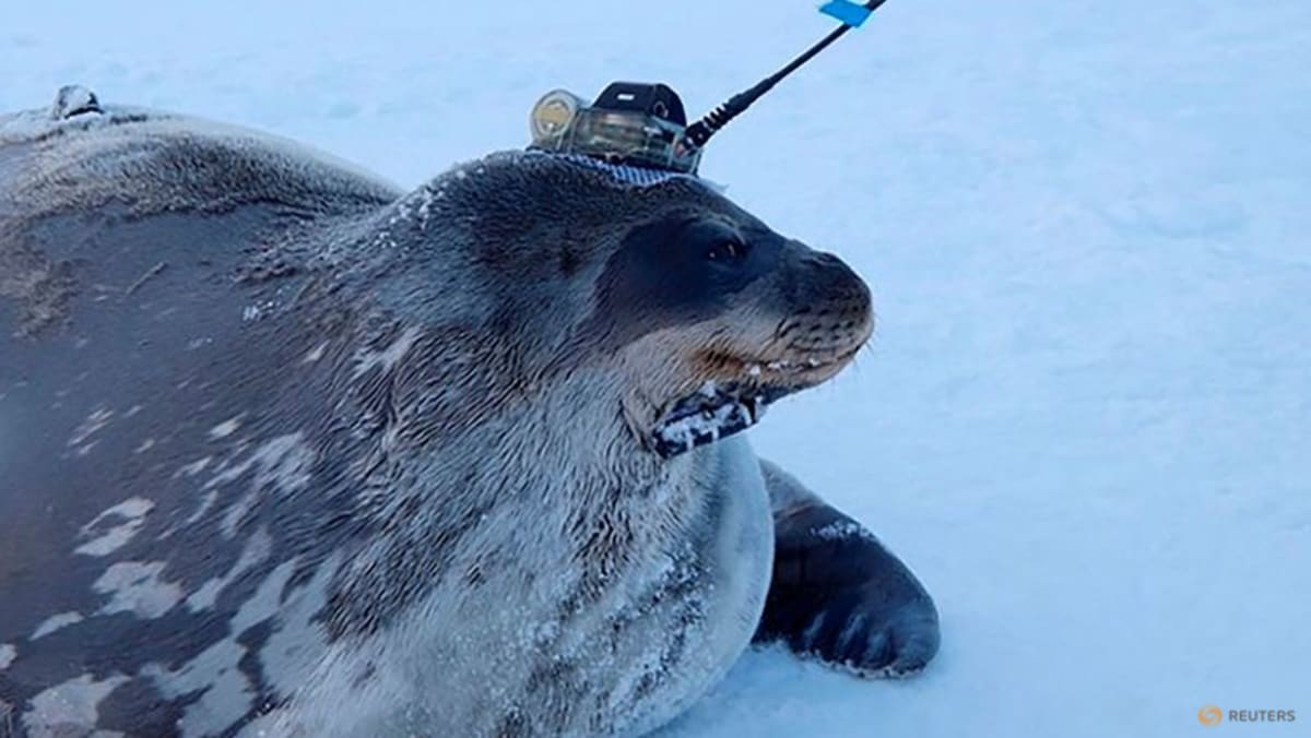 日本の研究者が南極氷の下でデータを収集するのを助けるシール