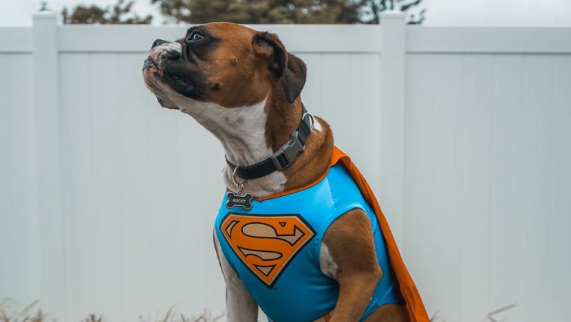 Commentary: Half a billion on Halloween pet costumes? The US’ out-of-control consumerism