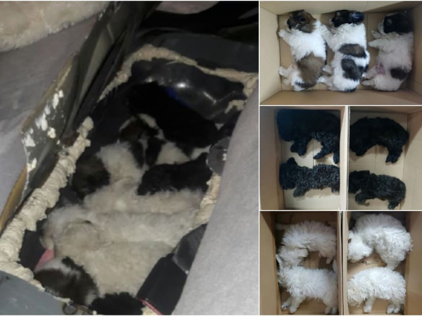 The puppies were found hidden in a modified fuel tank of the Malaysia-registered car on March 23, 2017. Photos: Immigration & Checkpoints Authority