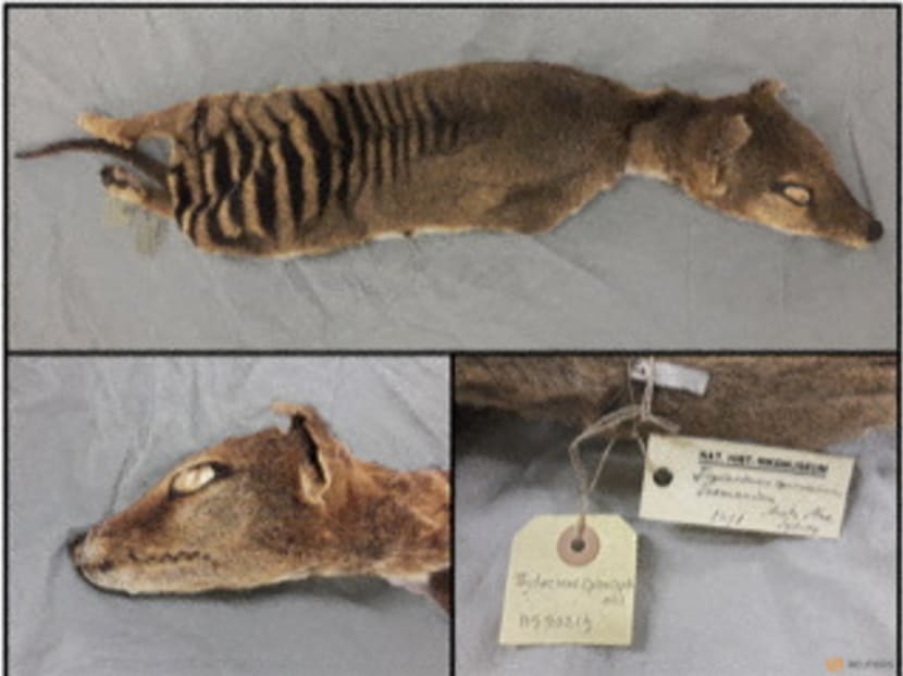 Three views of the desiccated remains of an extinct marsupial mammal called the Tasmanian tiger, or the thylacine, from a collection at the Swedish Museum of Natural History in Stockholm are seen in this undated handout image. Emilio Marmol Sanchez/Handout via REUTERS