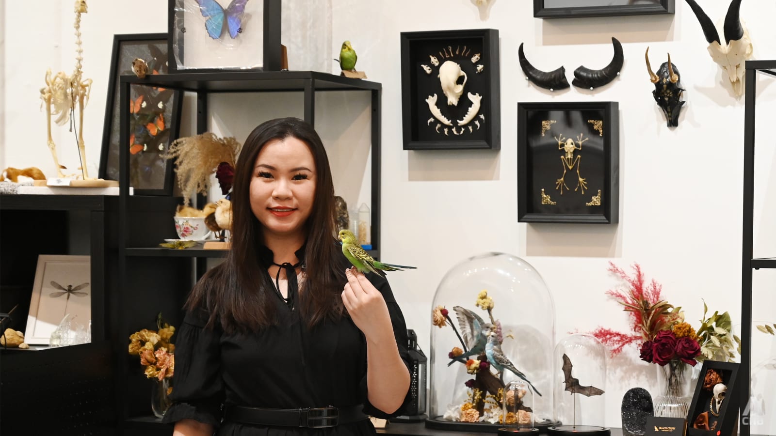 Meet the taxidermist in Singapore who finds beauty and meaning in dead animals