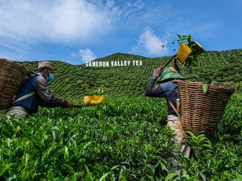 Migrant workers pluck tea leaves in Cameron Highlands in Malaysia's Pahang state on July 7, 2021.