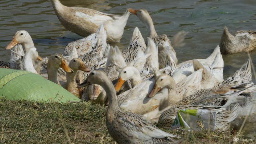 Bird flu situation 'worrying', WHO working with Cambodia