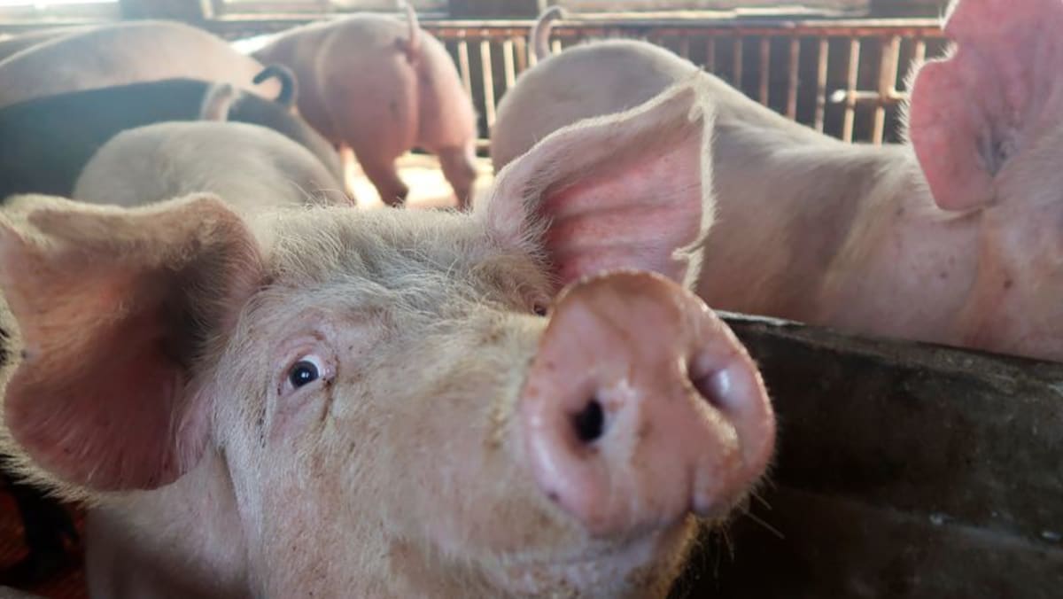 中国养猪户面临长期低迷以换取利润