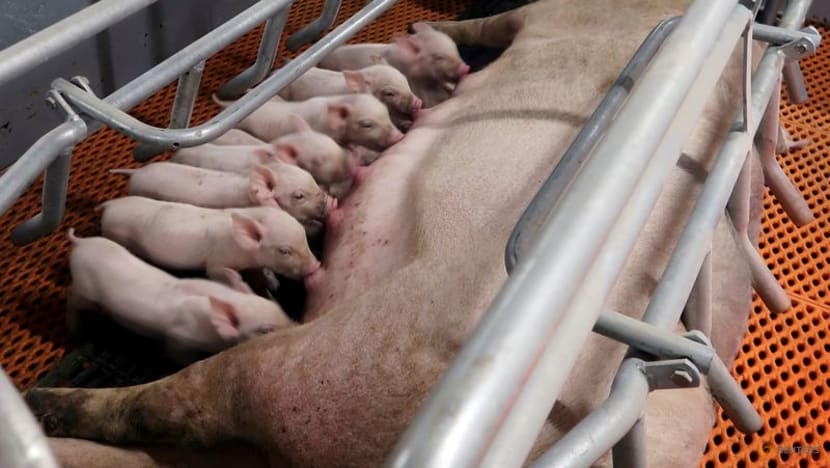 China asks slaughter houses to help stabilise hog prices China asks slaughter houses to help stabilise hog prices