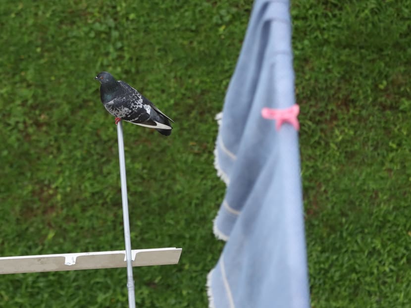 The National Parks Board said there has been a slight increase in the number of complaints it receives about pigeons this year. The National Parks Board said there has been a slight increase in the number of complaints it receives about pigeons this year.