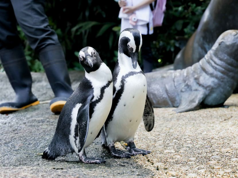 African penguins Ben and Bella at their enclosure at the Singapore Zoo.