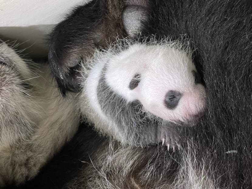 Wildlife Reserves Singapore is looking for a ‘panda intern’
