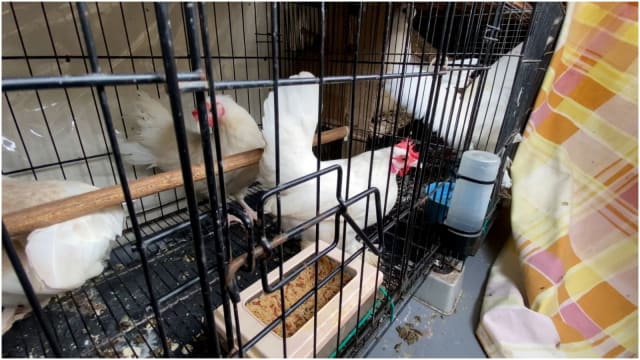 直落布兰雅"走廊农场" 多数鸽子鸡只已被领养