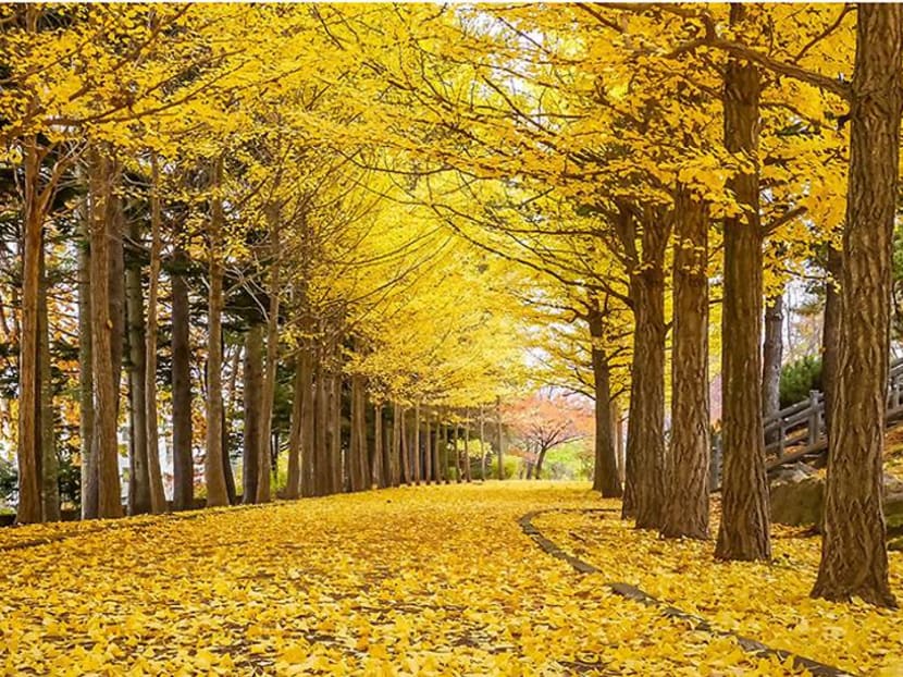 The five best places to see autumn leaves in and around Tokyo, Japan The five best places to see autumn leaves in and around Tokyo, Japan