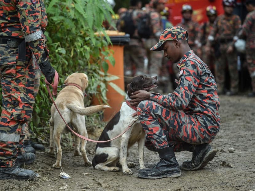 Rescue workers work with sniffer dogs at the site of a deadly landslide as they search for survivors in Batang Kali, Selangor on Dec 17, 2022. 