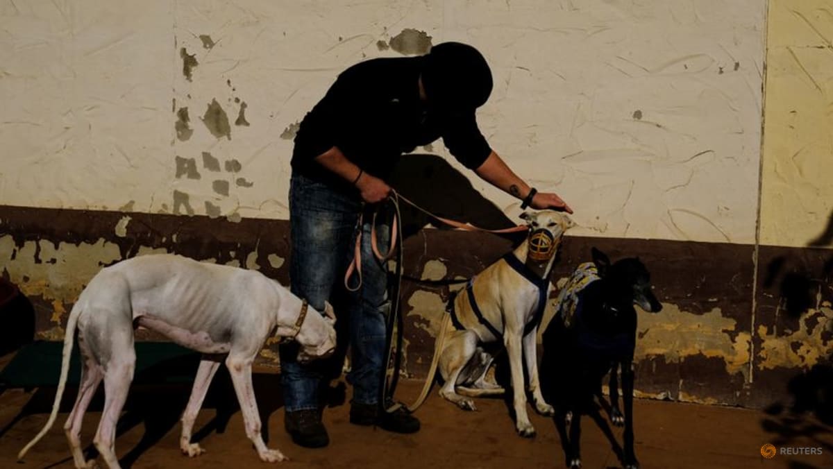 Spanish shelter seeks homes abroad for mistreated greyhounds TODAY