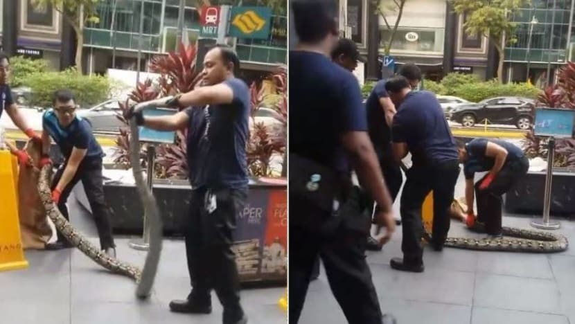 AVA investigating alleged mishandling of snake at Tang Plaza AVA investigating alleged mishandling of snake at Tang Plaza