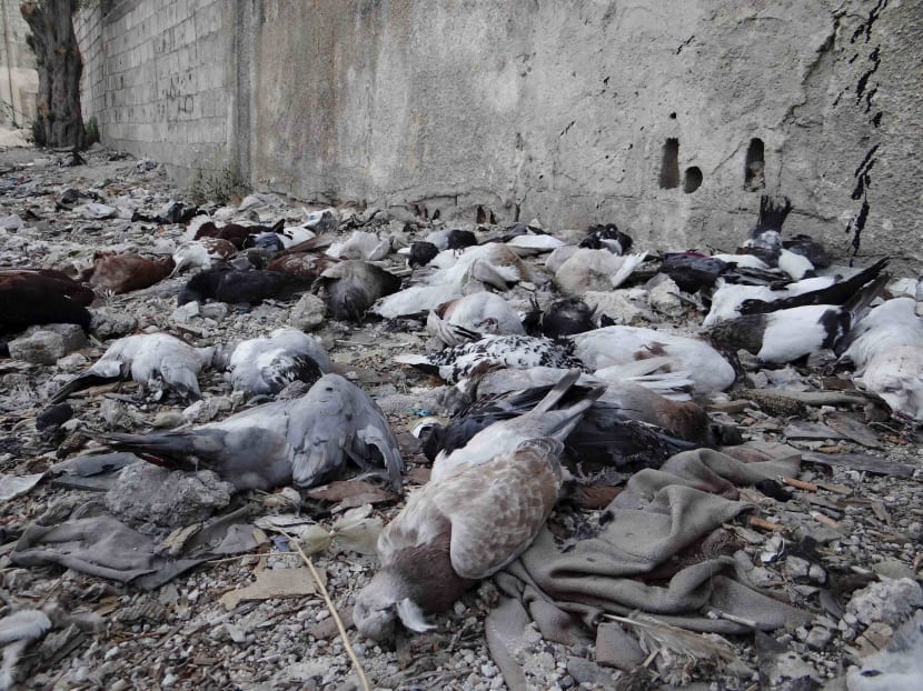 Pigeons lie on the ground after dying from what activists say is the use of chemical weapons by forces loyal to President Bashar Al-Assad in the Damascus suburbs of Arbeen August 24, 2013. Photo: Reuters
