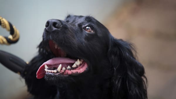 Ex police cocker spaniels cheap