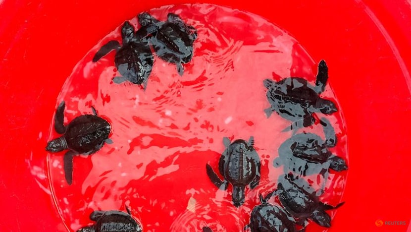 Bali beach releases endangered Indonesian turtles back to ocean 