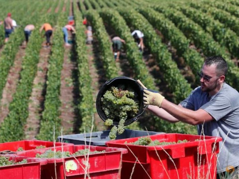 Happy drink in sad times: champagne-makers gather pandemic harvest Happy drink in sad times: champagne-makers gather pandemic harvest