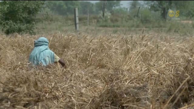 印度过去两星期遭遇高温天气 蔗糖产量受威胁