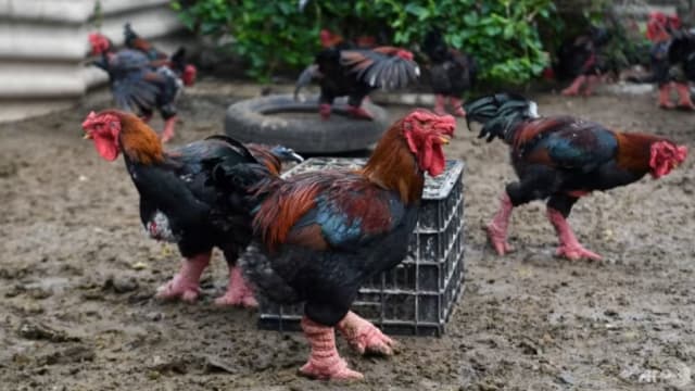 越南“龙鸡”最贵卖2000美元一只 农历新年当地富人最爱 