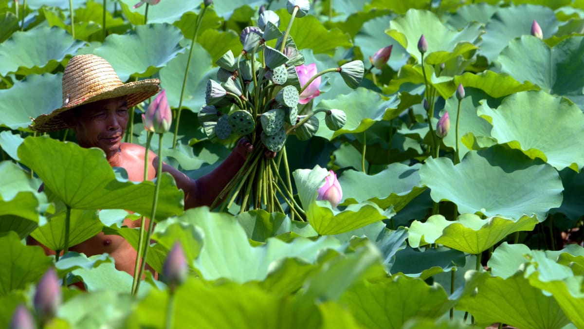 Lotus seeds Why they’re good for you and how to eat them TODAY