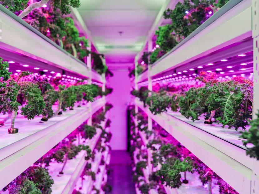 Sustenir's indoor vertical farm growing superfoods such as kale, spinach and arugula.