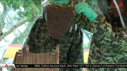 Bee businesses in Singapore growing with rising interest in tours, hive relocation | Video