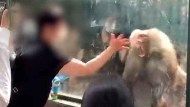 中国女子拍玻璃惹狒狒暴怒撞头 动物园：狒狒身体无恙