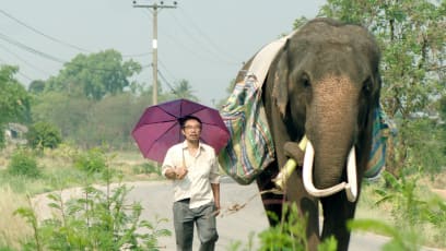Movie Review: 'Pop Aye' Is An Endearing Bromance Between A Man And An Elephant