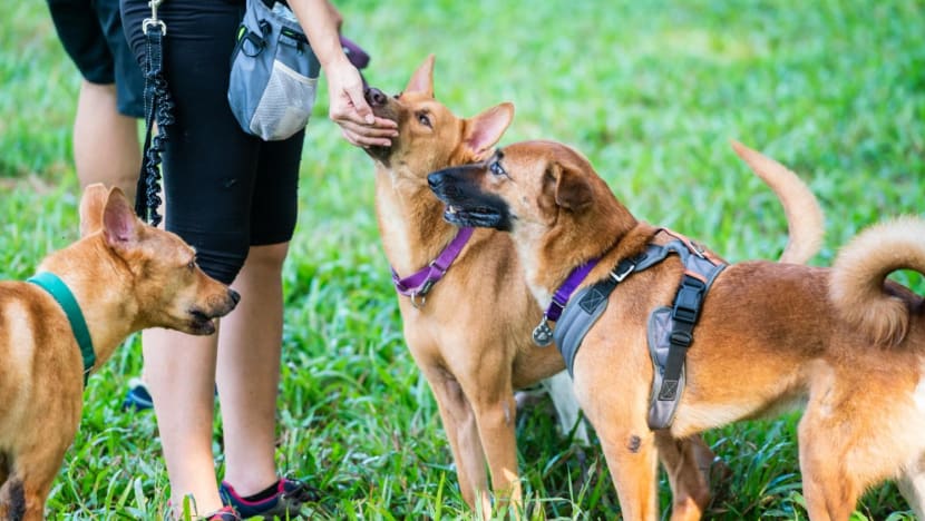 Larger mixed-breed dogs can be rehomed in HDB flats after two-year pilot programme Larger mixed-breed dogs can be rehomed in HDB flats after two-year pilot programme
