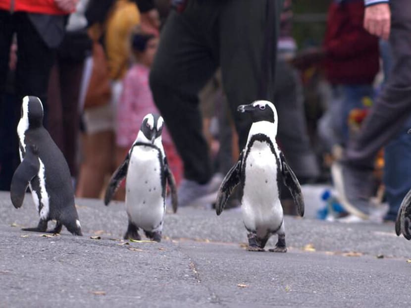 'Like watching a reality show': Waddling into view are the stars of Penguin Town