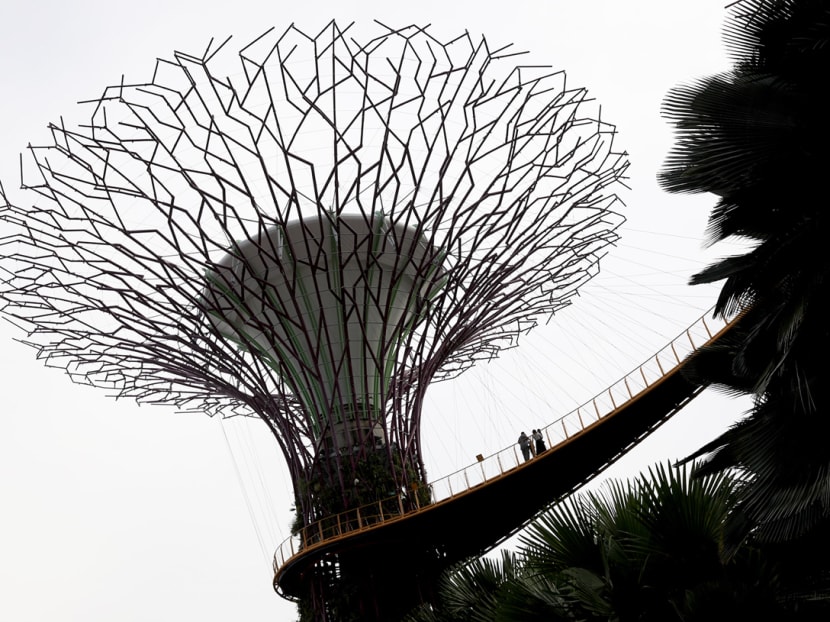 The Supertree Grove at Gardens by the Bay. 