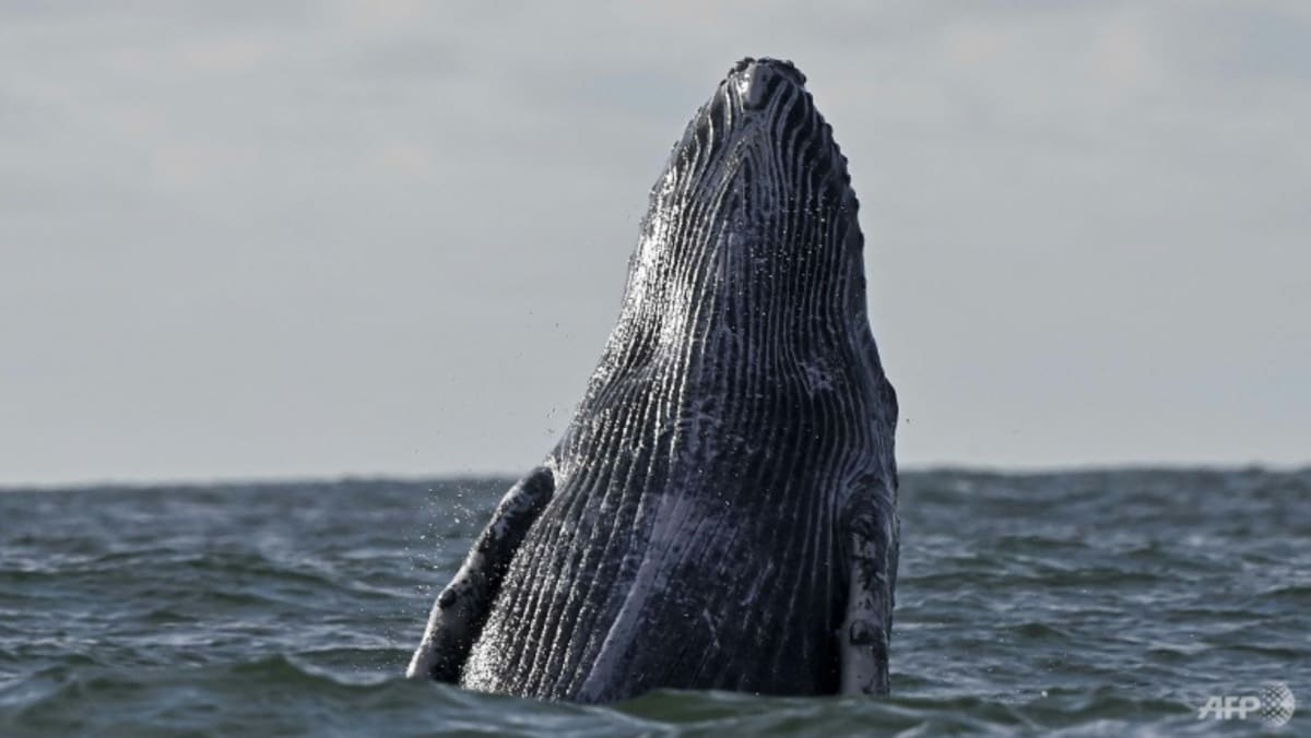 Deep-sea mining noise pollution threatens whales: Study