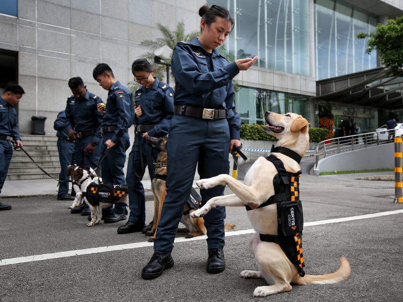 Cisco k9 dog training shop