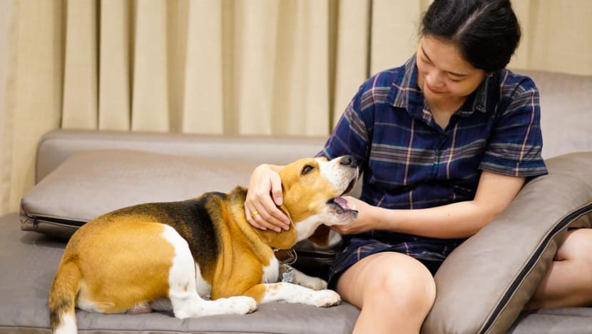 CNA Explains: What are emotional support animals and how do you get one? CNA Explains: What are emotional support animals and how do you get one?