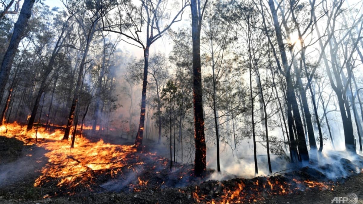 Australia lists small wallaby, snake among new endangered species