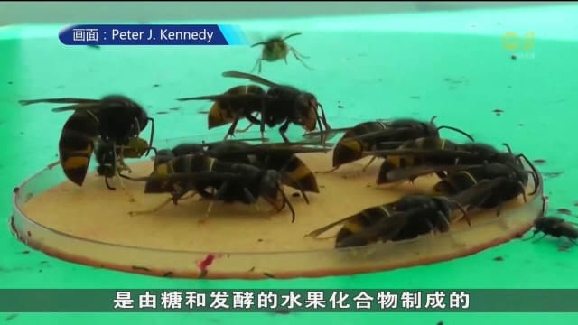 英国大学借助人工智能 对亚洲大黄蜂进行监测