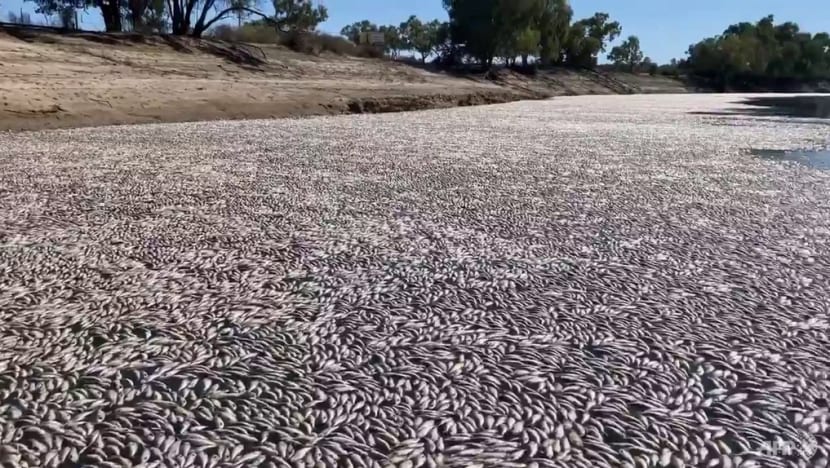 Millions of dead fish clog Australian river Millions of dead fish clog Australian river