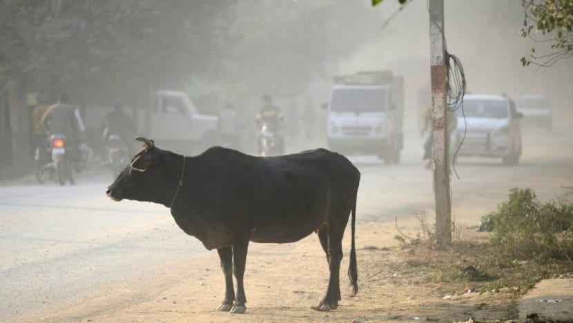 Lelaki dipukul sehingga mati di India kerana didakwa bunuh lembu