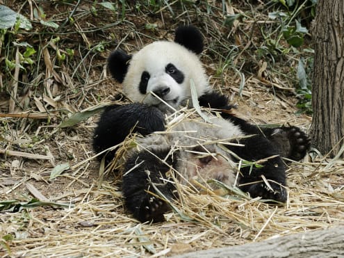Beary cute: Singapore’s first giant panda cub Le Le turns one year old