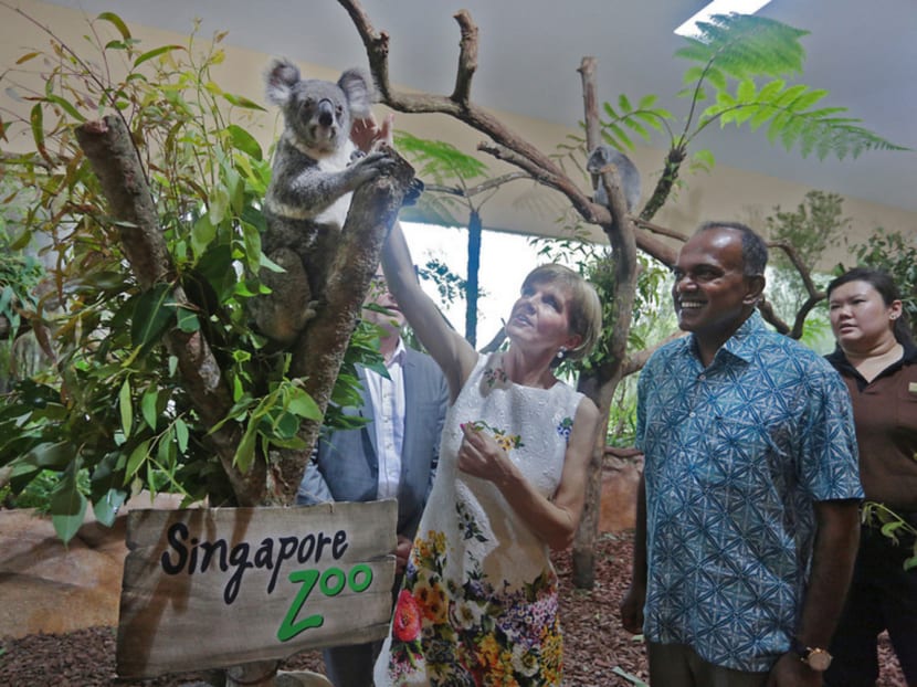 Singapore’s Foreign Minister K Shanmugam and his Australian counterpart Julie Bishop with Pelita, one of four koalas on loan to Singapore from Australia, during the official opening of the koala exhibit at the Singapore Zoo. Photo: Jason Quah