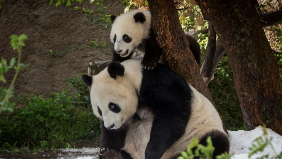 China plans to send more pandas to US zoo
