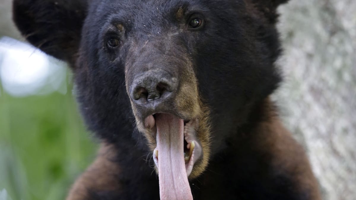 Louisiana Black Bear Populations Rebound