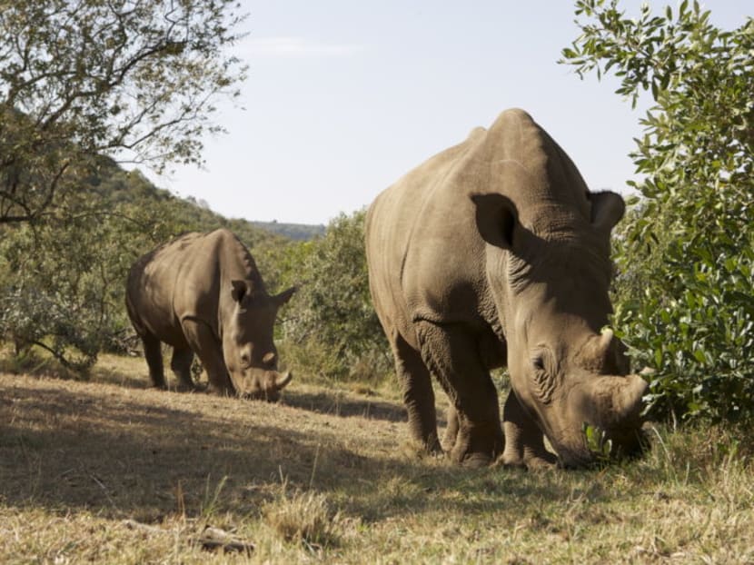 White rhinoceroses have been poached increasingly because the horns are used in traditional Chinese medicine, and are also regarded as a status symbol, according to the organisation Save the Rhino.
