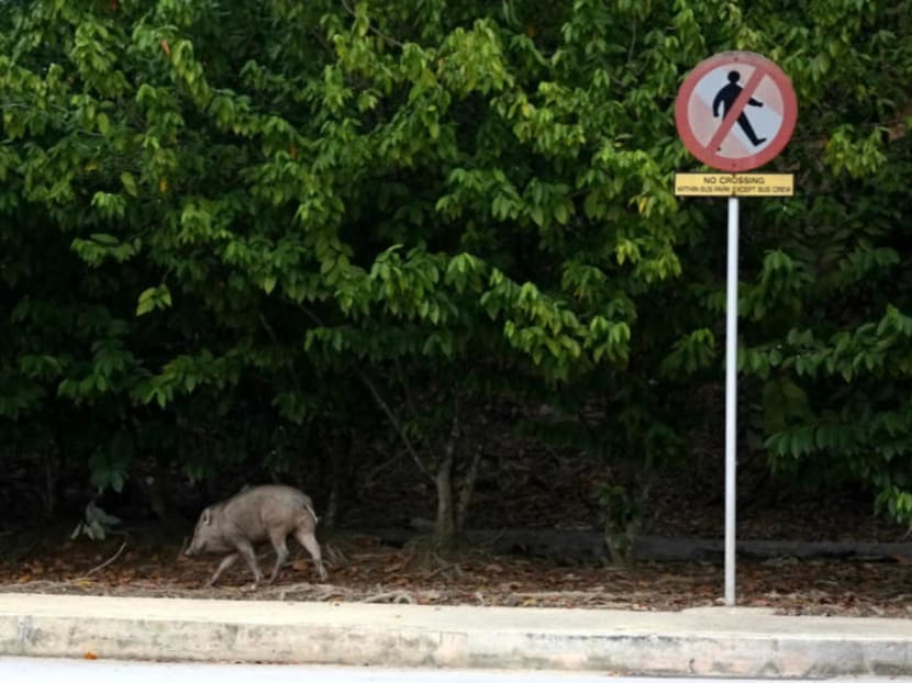 A wild boar spotted at the edge of the forested area next to Tuas bus terminal in June 2017.