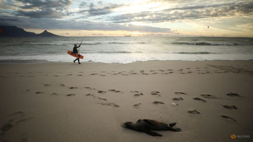 South Africa investigates seal deaths along Cape coast South Africa investigates seal deaths along Cape coast