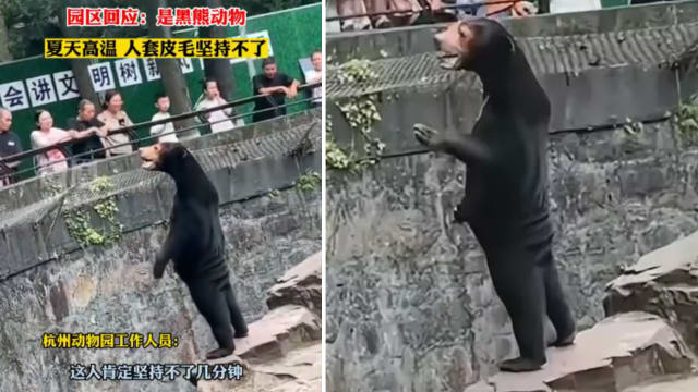 杭州黑熊“人里人气”疑人扮 动物园坚持是真熊