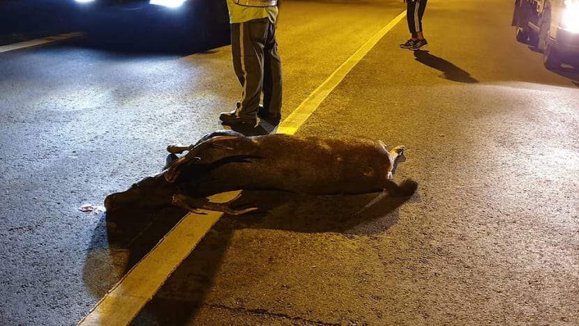 Deer dies in accident along Mandai Road Deer dies in accident along Mandai Road
