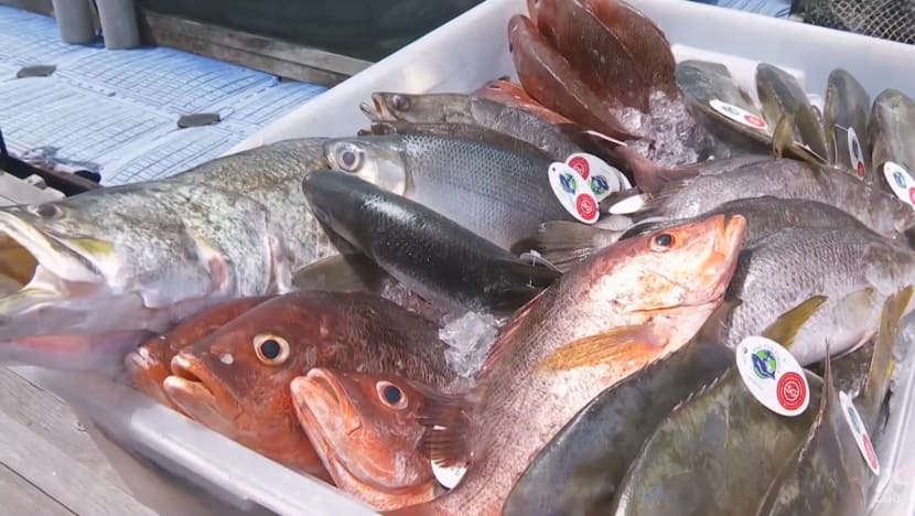Deeper understanding of Singapore's local context needed in aquaculture push Deeper understanding of Singapore's local context needed in aquaculture push